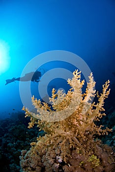 Scubadiver diving with coral