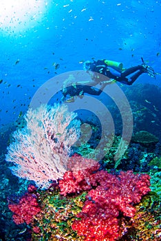 Scubadiving Similan,North Andaman Sea Thailand. photo