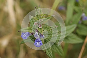 Scullcap, blue wild flower, UK.