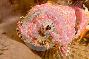 Sculpin