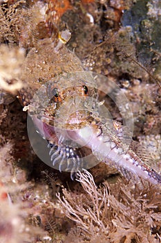 Sculpin captures prey