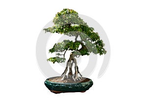 Sculpted Buttonwood Bonsai Tree Artistically Trimmed