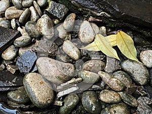 Sculpted Serenity A Rock Garden Oasis with Drimiopsis Maculata Lindl Paxton