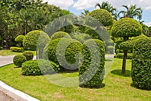 Sculpted trees in the park