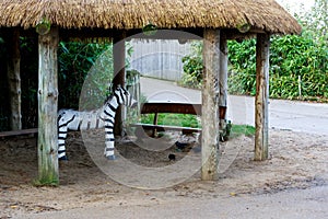 Sculpted zebra figurine photo
