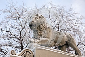 Sculpture of a lion on the embankment of Neva, St. Petersburg