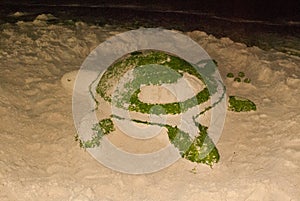 Sculpture of sand. Turtle. Boracay. Philippines.