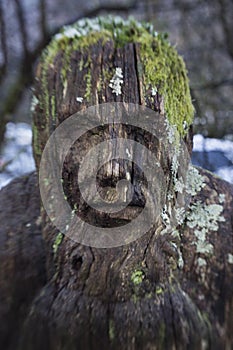 A sculpture of a scary face hidden in the woods.