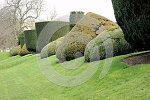 Sculptured Bushes in Garden