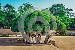 Sculptured Cypress tree inside Buen Retiro Park in Madrid, Spain.