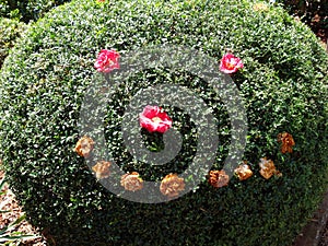 A sculptured hedge in a garden with decorations of flowers