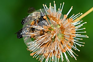 Sculptured Resin Bee - Megachile sculpturalis