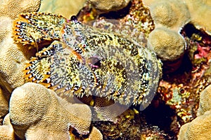 Sculptured slipper lobster