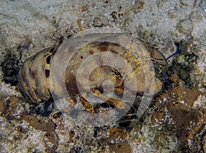 A Sculptured Slipper Lobster (Parribacus antarcticus) in Cozumel