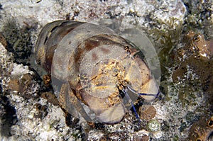 A Sculptured Slipper Lobster (Parribacus antarcticus) in Cozumel