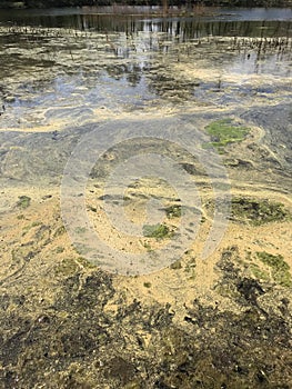 Scummy Algae Film Floating on Pond in Morgan County Alabama USA