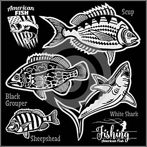 Scup, Black Grouper, White Shark and Sheepshead - fishing on usa isolated on black