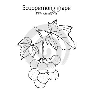 Scuppernong grape, Vitis rotundifolia, branch with leaves and fruit