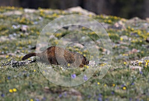 Scurrying Marmot