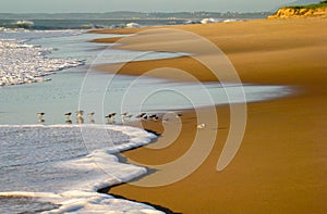 Scurrying to find breakfast on the incoming tide, RJ, Brazil