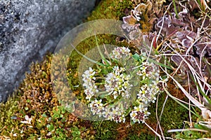 Scurvy grass Cochlearia groenlandica photo