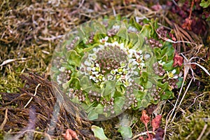 Scurvy grass Cochlearia groenlandica photo