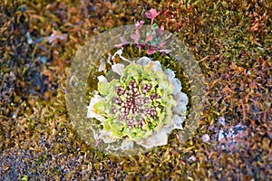 Scurvy grass Cochlearia groenlandica photo