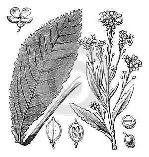 Scurvy-grass or Scurvy Grass or Scurvygrass or Spoonwort or Cochlearia sp. vintage engraving