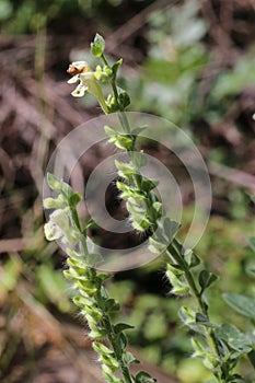 Scutellaria albida - Wild plant shot in the spring