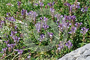 Scutellaria alpina in the Alps photo