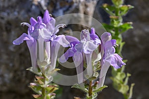 Alpine skullcap Scutellaria alpina, tubular pinkish-purple flowers photo