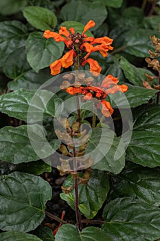 Scutellaria aurata (family Lamiaceae) . kit Botanical garden, Karlsruhe, Germany