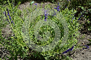 Scutellaria baicalensis called Baikal skullcap