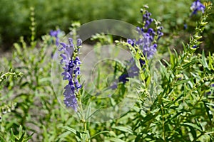 Scutellaria baicalensis called Baikal skullcap