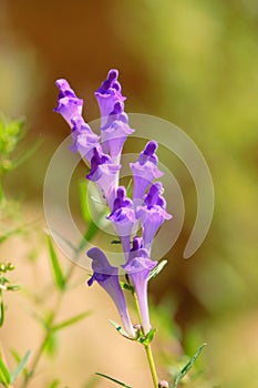 Scutellaria baicalensis photo