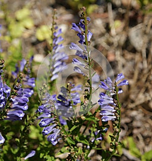 Scutellaria barbata, barbed skullcap photo