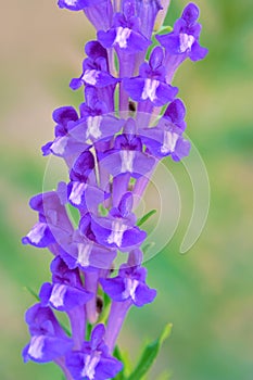 Scutellaria barbata photo