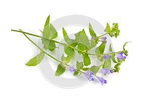 Scutellaria galericulata, the common skullcap, marsh skullcap or hooded skullcap. Isolated photo