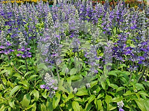 Scutellaria incana is a tree with erect branches, canopy. photo