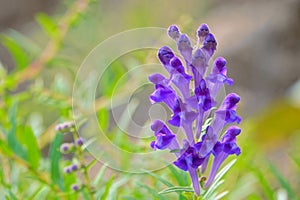 Scutellaria indica flowers photo