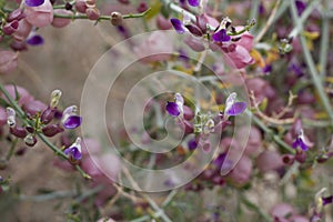 SCUTELLARIA MEXICANA - JOSHUA TREE NP - 040920 A