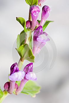 Scutellaria rubicunda photo