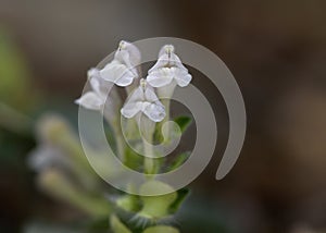 Scutellaria sieberi, Crete