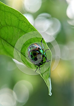 Scutelleridae is a family of true bugs.