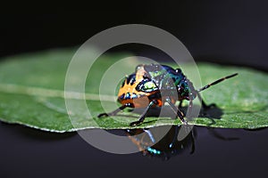 Scutelleridae with reflection and black background or mirror