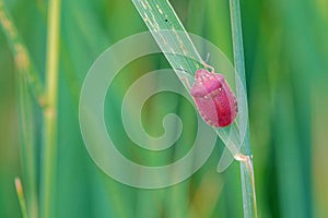Scutelleridae stinkbug