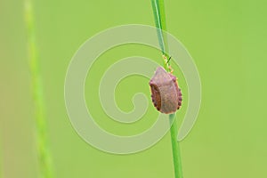 Scutelleridae stinkbug