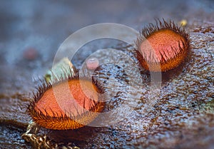 Scutellinia scutellata, common eyelash, Molly eye-winker, scarlet elf cap