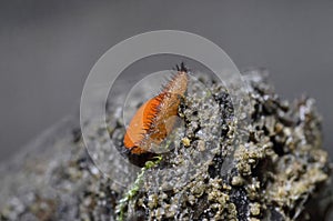 Scutellinia scutellata, commonly known as the eyelash cup, the Molly eye-winker, the scarlet elf cap, the eyelash fungus