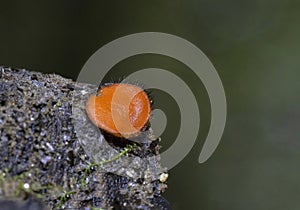 Scutellinia scutellata, commonly known as the eyelash cup, the Molly eye-winker, the scarlet elf cap, the eyelash fungus